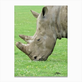 Rhinoceros Grazing Rhino Canvas Print