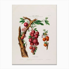 Pomegranate 2 Canvas Print