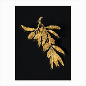 Vintage Olive Tree Branch Botanical in Gold on Black n.0170 Canvas Print