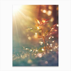 Sun Shining On A Leaf Canvas Print