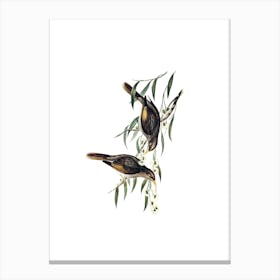 Vintage Sombre Honeyeater Bird Illustration on Pure White n.0286 Canvas Print