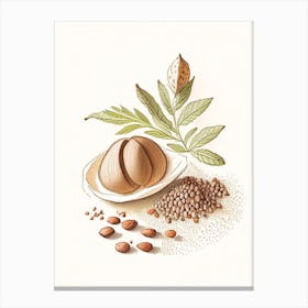 Nutmeg Spices And Herbs Pencil Illustration 3 Canvas Print