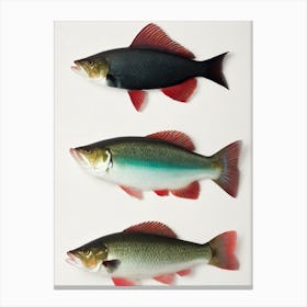 Cod Fish Vintage Poster Canvas Print