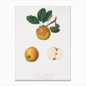Apple (Malus Carpendolo) From Pomona Italiana (1817 - 1839), Giorgio Gallesio Canvas Print