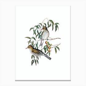 Vintage New South Wales Oriole Bird Illustration on Pure White n.0254 Canvas Print