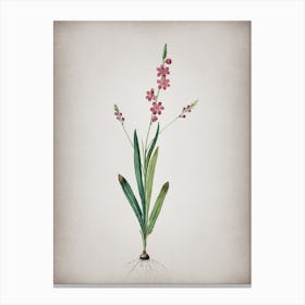 Vintage Ixia Scillaris Botanical on Parchment n.0263 Canvas Print