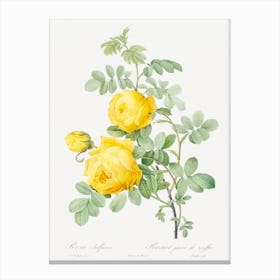 Rosa Hemisphaerica From Les Roses, Pierre Joseph Redouté Canvas Print