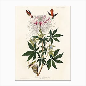Ruff Necked, Birds Of America, John James Audubon Canvas Print
