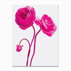 Hot Pink Ranunculus Canvas Print