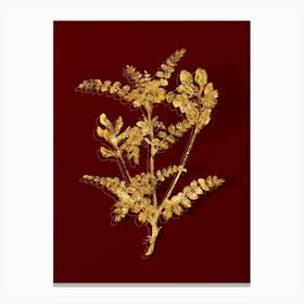 Vintage Calophaca Wolgarica Botanical in Gold on Red n.0609 Canvas Print