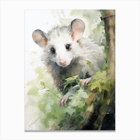 Light Watercolor Painting Of A Urban Possum 4 Canvas Print