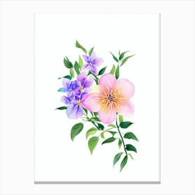 Jasmine Watercolour Flower Canvas Print