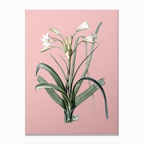 Vintage Malgas Lily Botanical on Soft Pink n.0353 Canvas Print