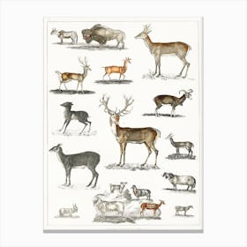 Collection Of Animal With Antlers, Oliver Goldsmith Canvas Print