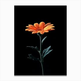 Single Orange Daisy Canvas Print