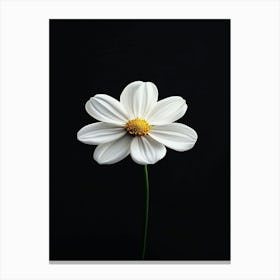 White Daisy 9 Canvas Print