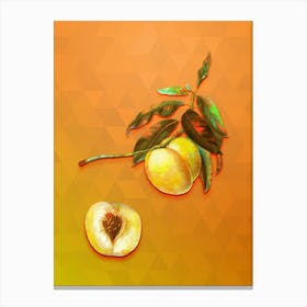 Vintage Yellow Apricot Botanical Art on Tangelo n.0747 Canvas Print