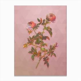 Vintage Rose Of The Hedges Botanical Art on Crystal Rose Canvas Print