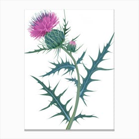 Thistle Flower Canvas Print