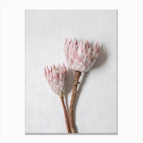 Minimal Pink Proteas Canvas Print