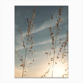 Sunset Skies And Beachside Grasses Canvas Print
