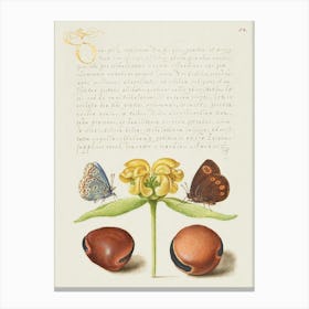 Moths, Jerusalem Sage, And Beans From Mira Calligraphiae Monumenta, Joris Hoefnagel Canvas Print