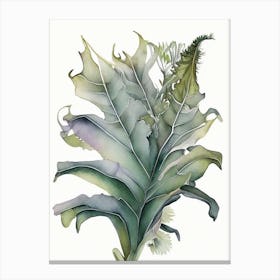 Staghorn Fern Watercolour Canvas Print