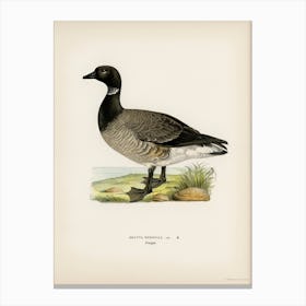 Brant Goose, The Von Wright Brothers Canvas Print