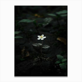 Single Flower In The Dark 19 Canvas Print