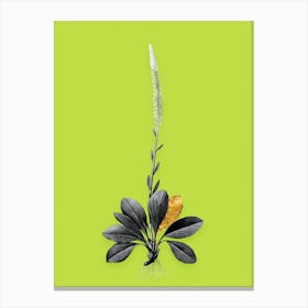 Vintage Blazing Star Black and White Gold Leaf Floral Art on Chartreuse n.0578 Canvas Print