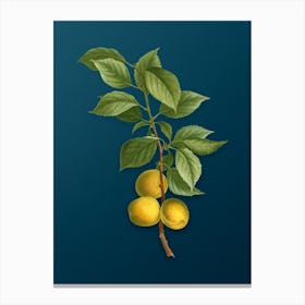 Vintage Briancon Apricot Botanical Art on Teal Blue n.0825 Canvas Print