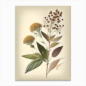 Boneset Spices And Herbs Retro Drawing 1 Canvas Print