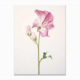 Pressed Flower Botanical Art Sweet Pea 1 Canvas Print