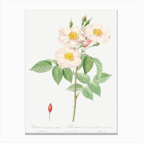 Damask Rose, Also Known As Rosewood Rose Petal, Pierre Joseph Redoute Canvas Print