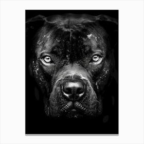 Bulldog Portrait Canvas Print