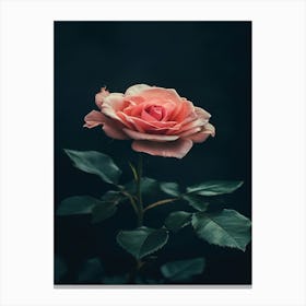 Pink Rose On Black Background 79 Canvas Print