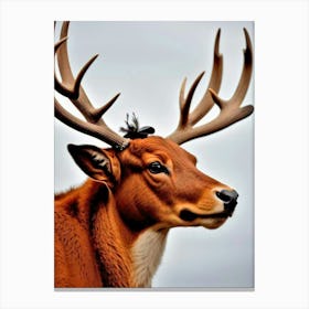 Deer Head 52 Canvas Print