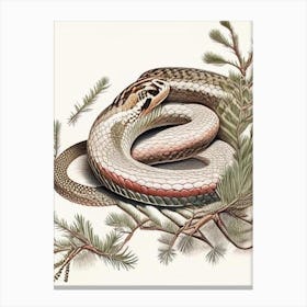 Northern Pine Snake Vintage Canvas Print