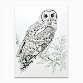 Australian Masked Owl Drawing 1 Canvas Print