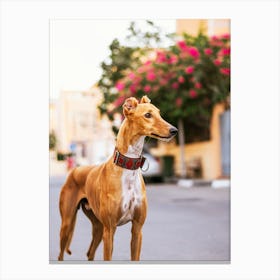 Crown of the Saluki King - Abu Dhabi UAE photo print - moody animal photography art Canvas Print