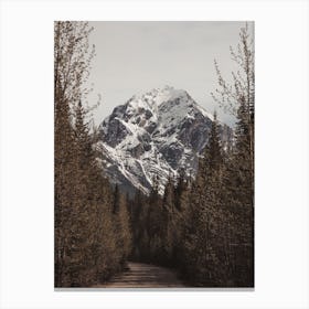 Colorado Forest Road Canvas Print