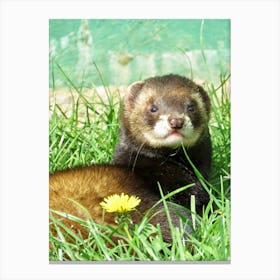 Ferret Lying in Grass Dandelions Cute Yellow Nature Canvas Print