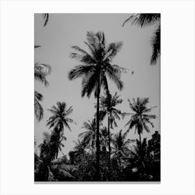 Tropical Palms In Black And White Canvas Print