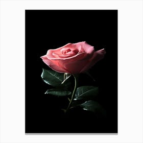 Pink Rose On Black Background 52 Canvas Print