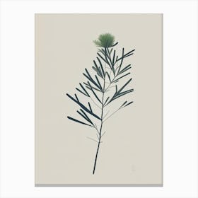 Juniper Herb Simplicity Canvas Print