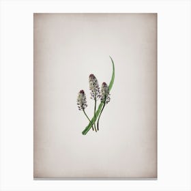 Vintage Meadow Squill Flower Botanical on Parchment n.0648 Canvas Print