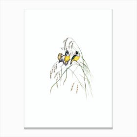 Vintage Gouldian Finch Bird Illustration on Pure White n.0128 Canvas Print