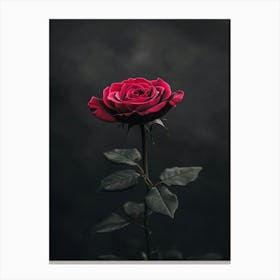 Dark Rose 78 Canvas Print