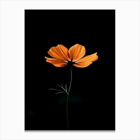 Single Orange Flower On Black Background 6 Canvas Print