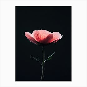 Pink Poppy Flower 1 Canvas Print